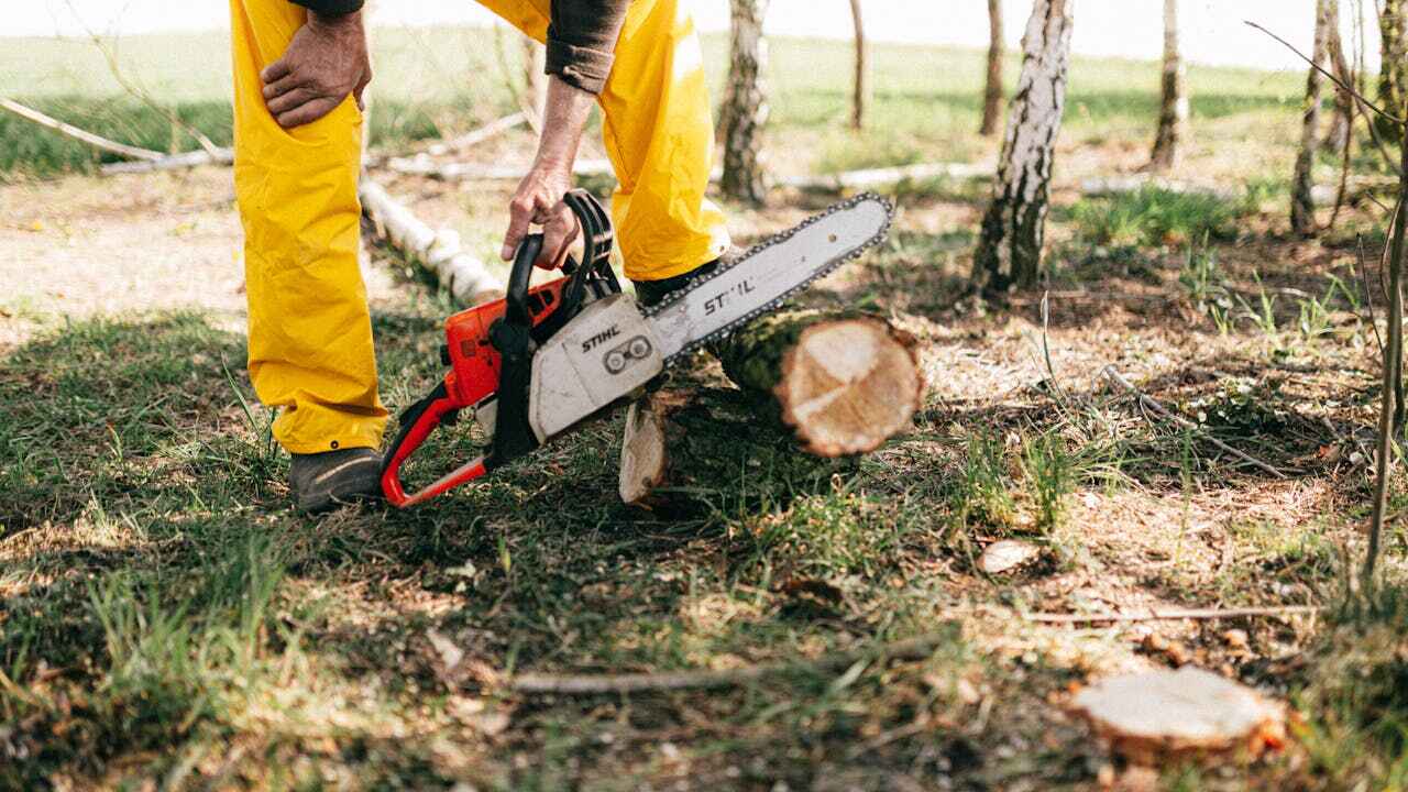 Best Large Tree Removal  in USA